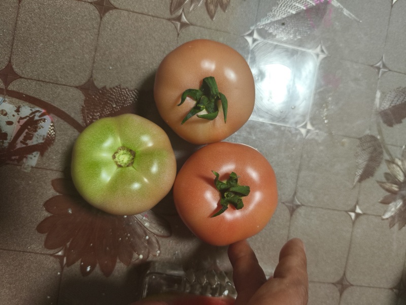 玖品一号口感番茄，有现货