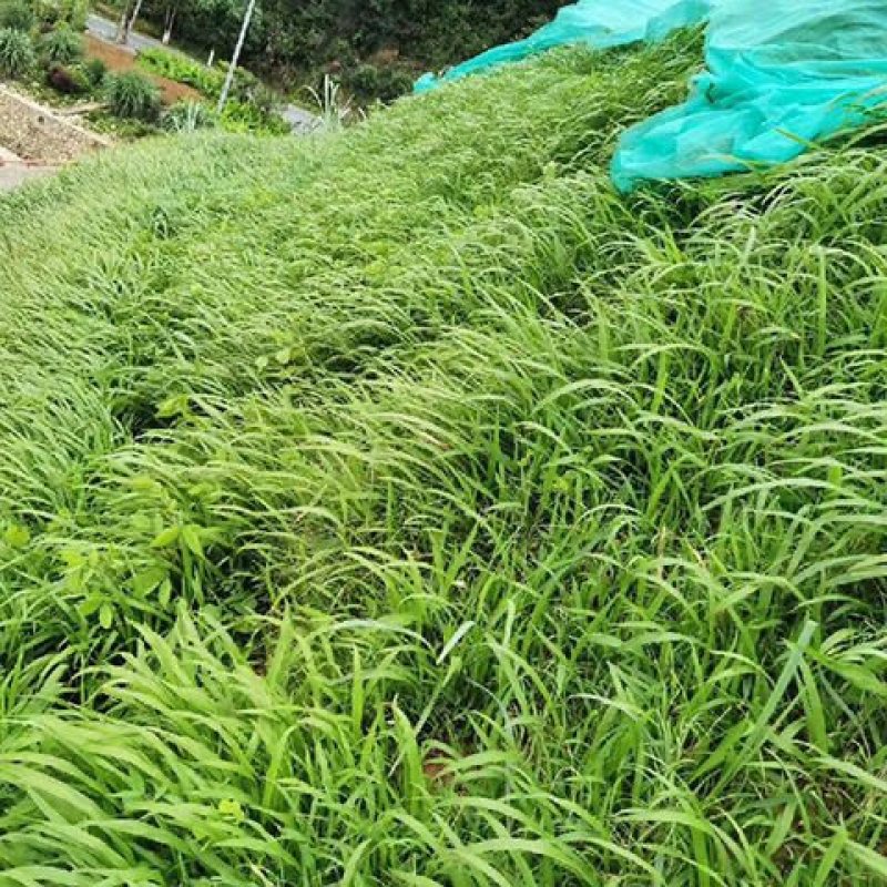 宽叶草种子百喜草糖蜜草宽叶雀稗狗牙根耐热耐旱狼尾草护坡草种籽