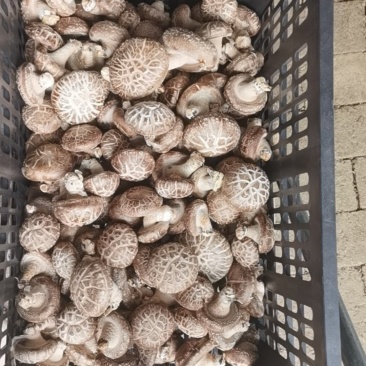 香菇，鲜香菇，花菇，