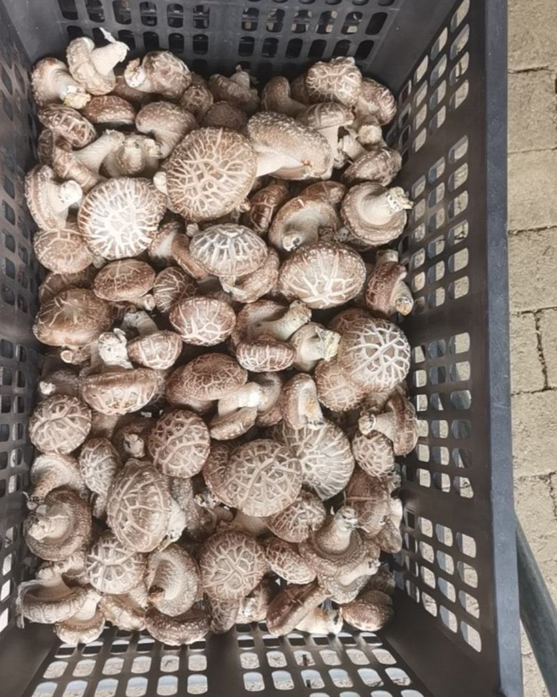 香菇，鲜香菇，花菇，