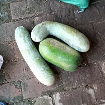 东瓜