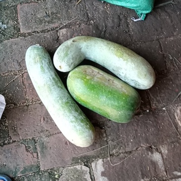 东瓜