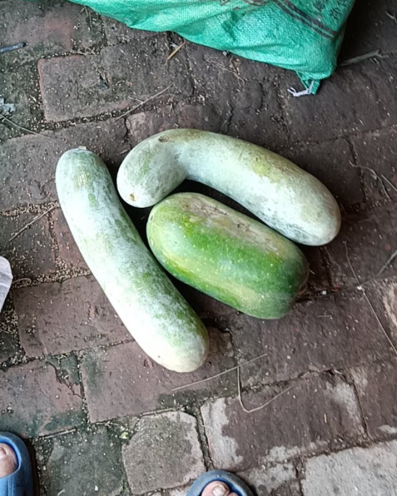 东瓜