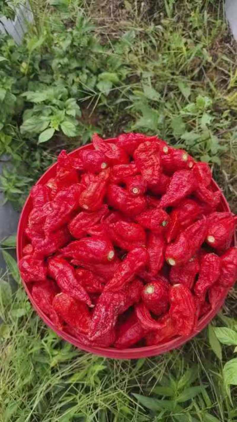 工业辣椒