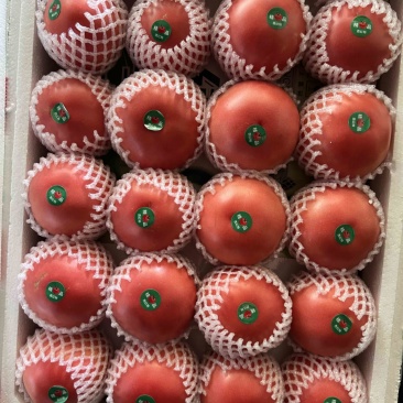内蒙西红柿泡沫箱小黑框