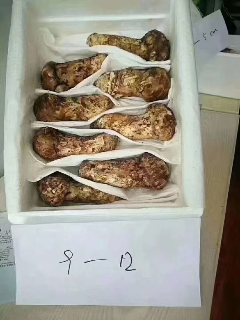 ***雅江松茸，纯从农户手上收