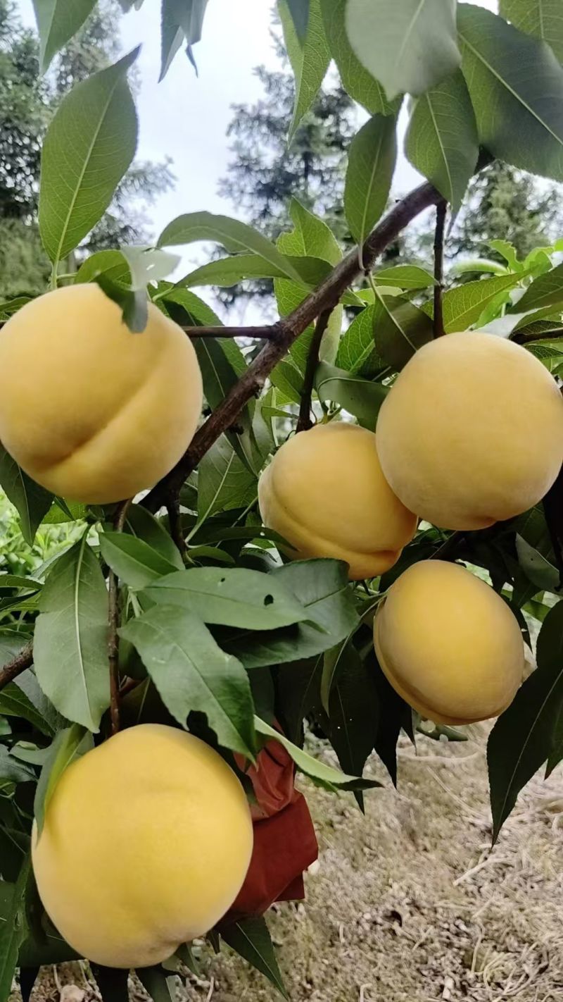 黄桃