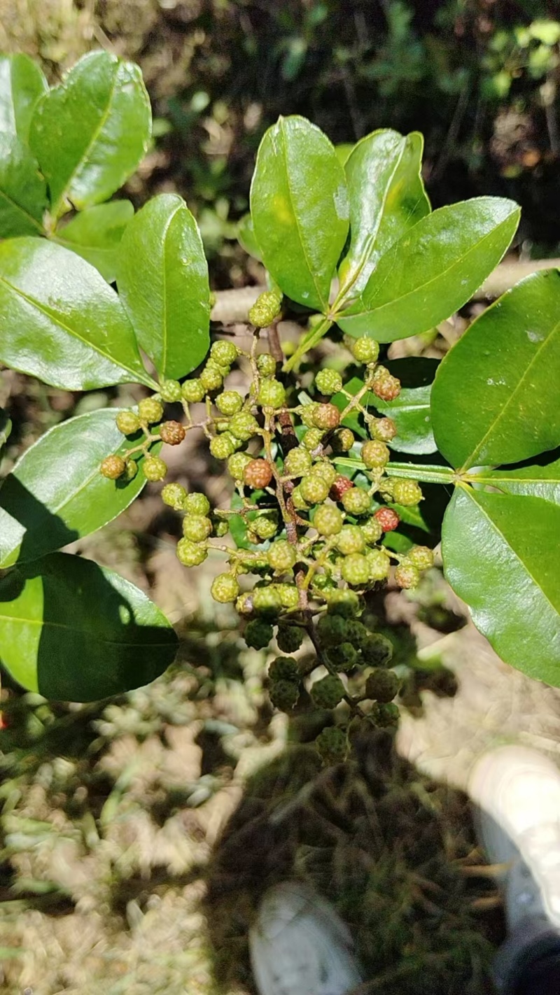 楚雄大姚石羊花椒