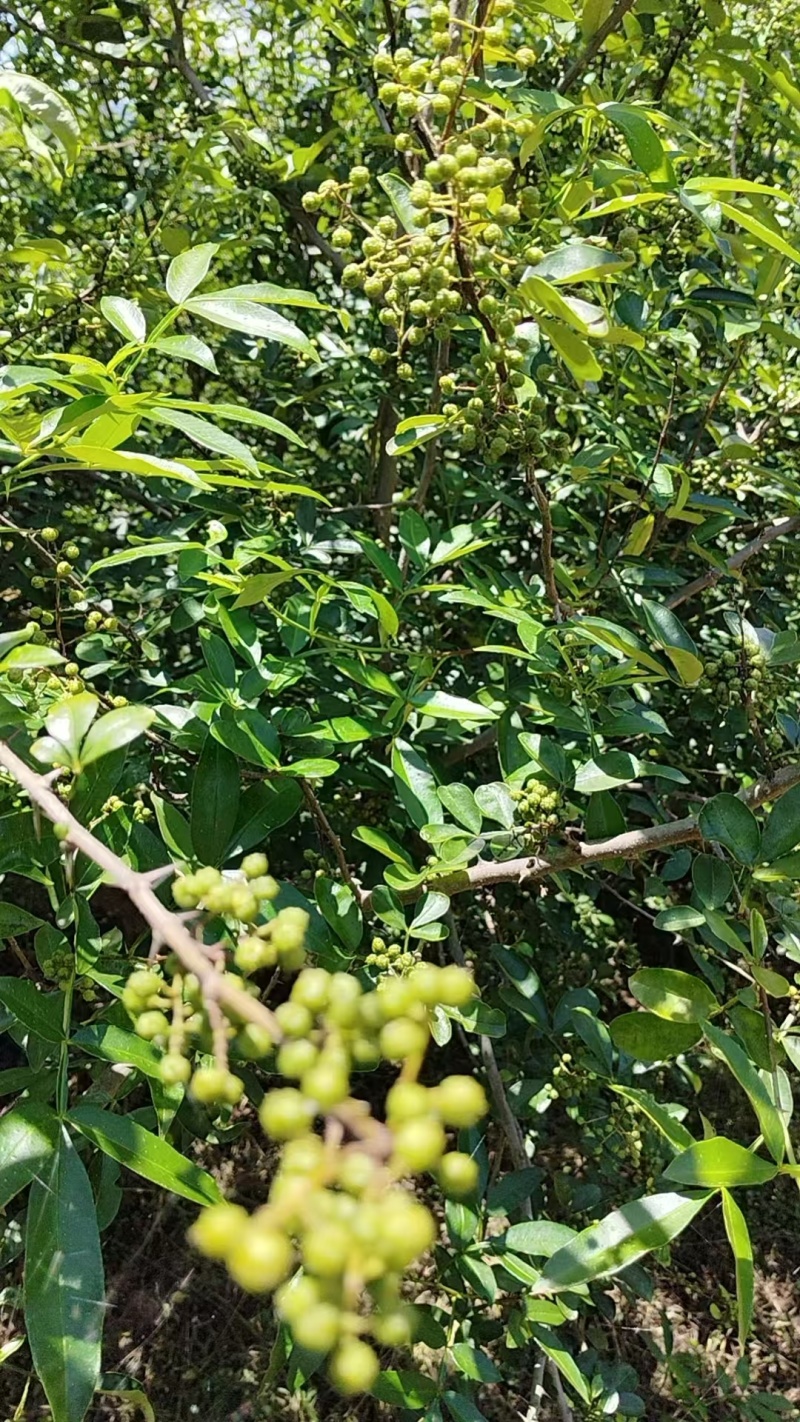 楚雄大姚石羊花椒