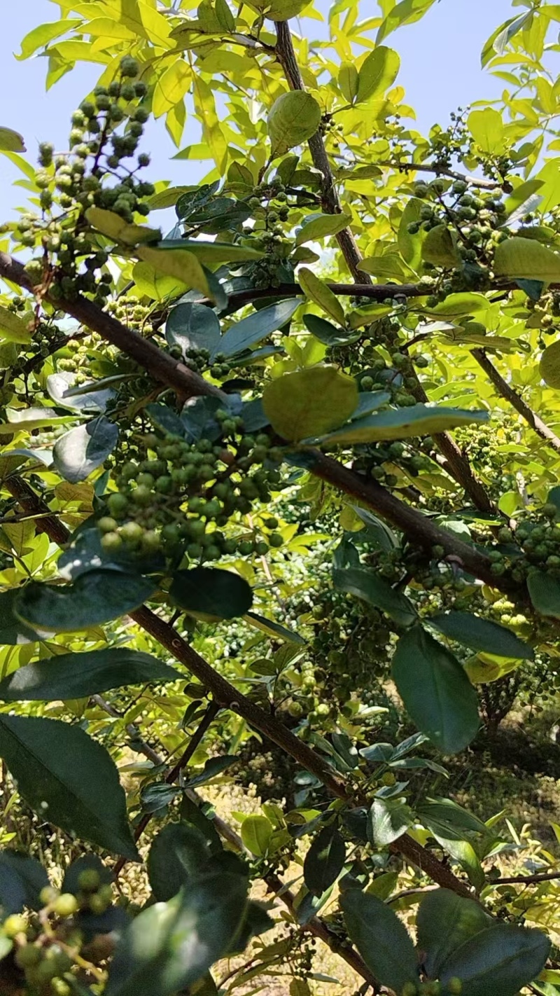 楚雄大姚石羊花椒