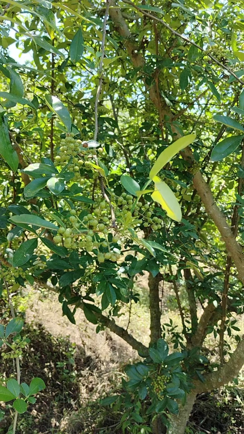 楚雄大姚石羊花椒