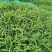 狗尾巴草种籽多年生野草耐旱护坡杂草绿化观赏草籽草坪种子快速