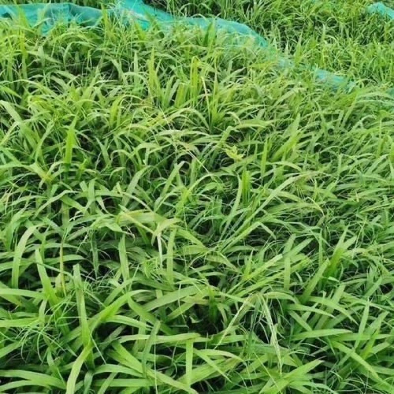 狗尾巴草种籽多年生野草耐旱护坡杂草绿化观赏草籽草坪种子快速