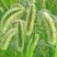 狗尾巴草种籽多年生野草耐旱护坡杂草绿化观赏草籽草坪种子快速
