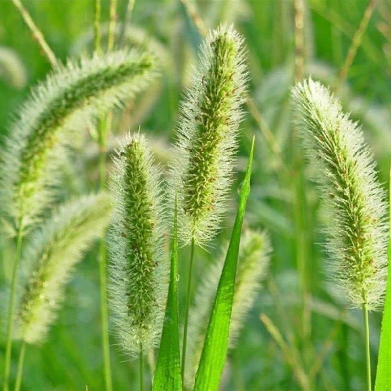 狗尾巴草种籽多年生野草耐旱护坡杂草绿化观赏草籽草坪种子快速