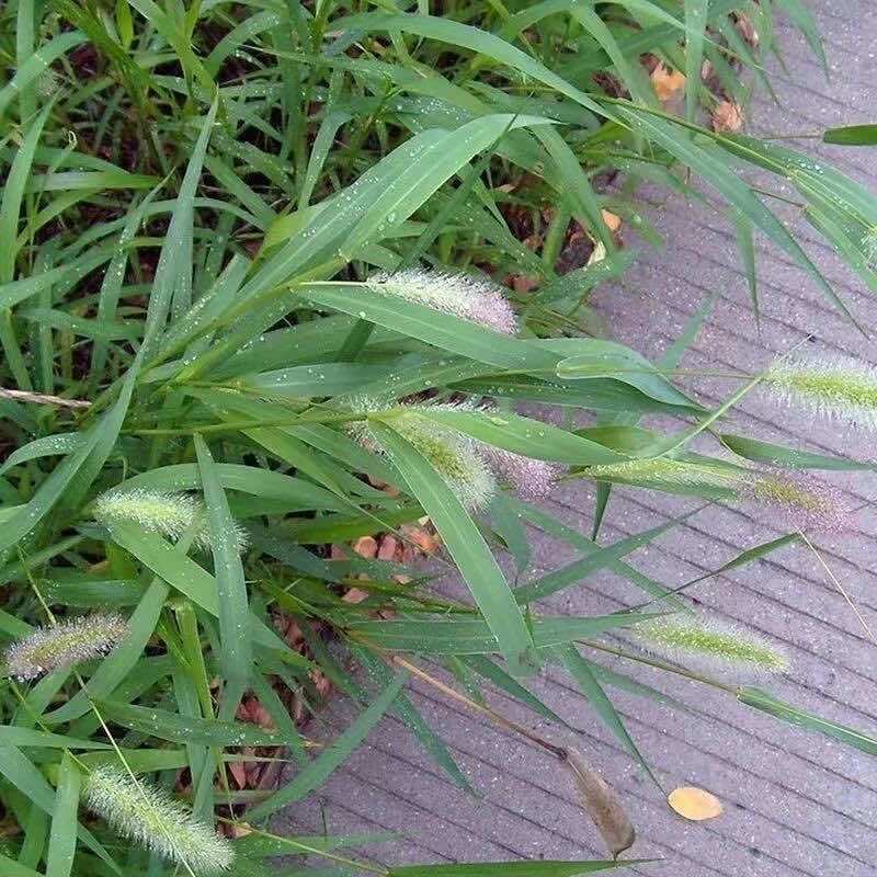 狗尾巴草种籽多年生野草耐旱护坡杂草绿化观赏草籽草坪种子快速