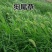 狗尾巴草种籽多年生野草耐旱护坡杂草绿化观赏草籽草坪种子快速