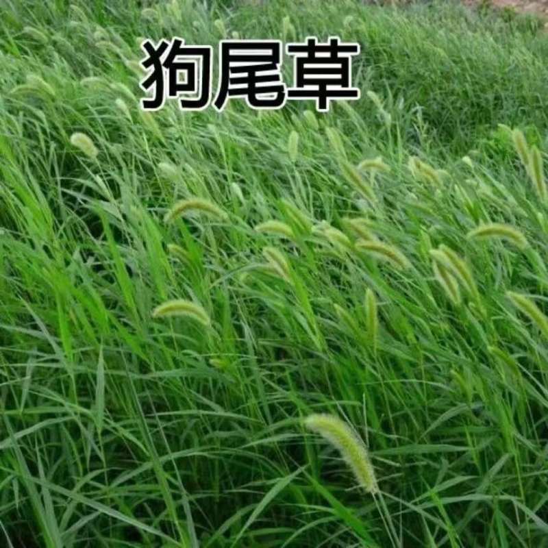 狗尾巴草种籽多年生野草耐旱护坡杂草绿化观赏草籽草坪种子快速