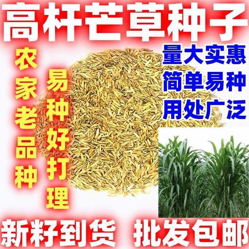 高芒草种子四季种南方北方种植野草植物易种草籽护坡草多年生草本