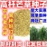 高芒草种子四季种南方北方种植野草植物易种草籽护坡草多年生草本