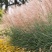 高芒草种子四季种南方北方种植野草植物易种草籽护坡草多年生草本