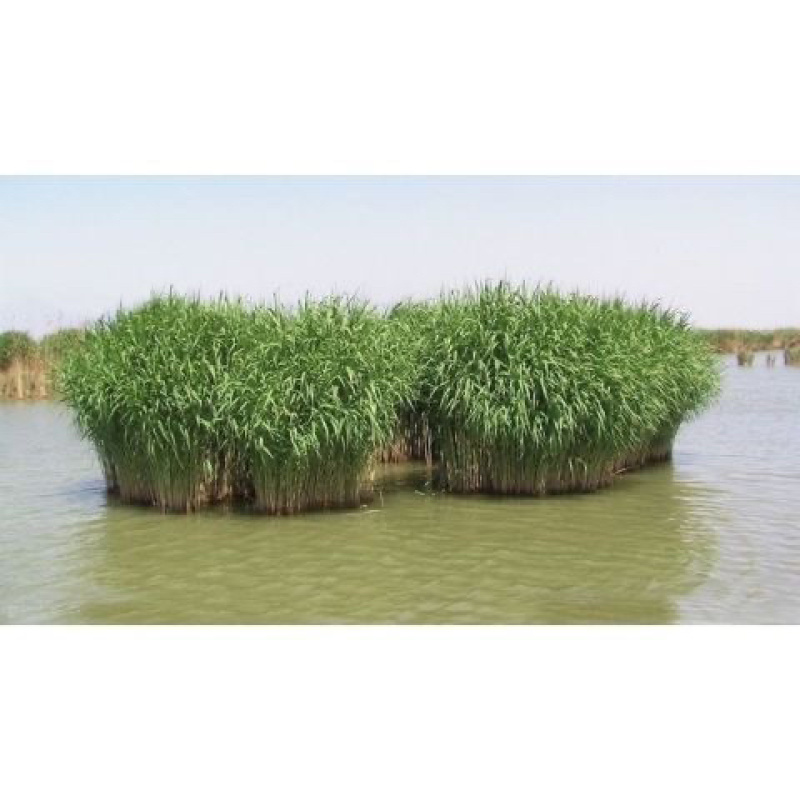 水生植物芦苇种子耐旱易活新采芦苇细叶粗叶庭院园林净化水