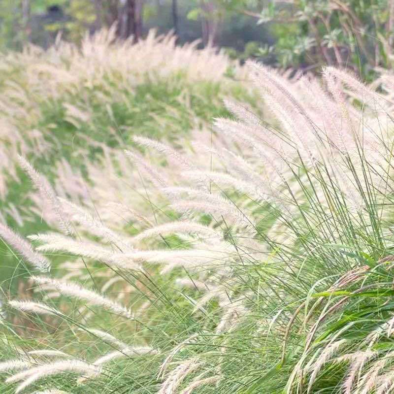 白茅草种子四季播易活坟头山坡杂草绿化针茅白毛草野生白茅根种籽