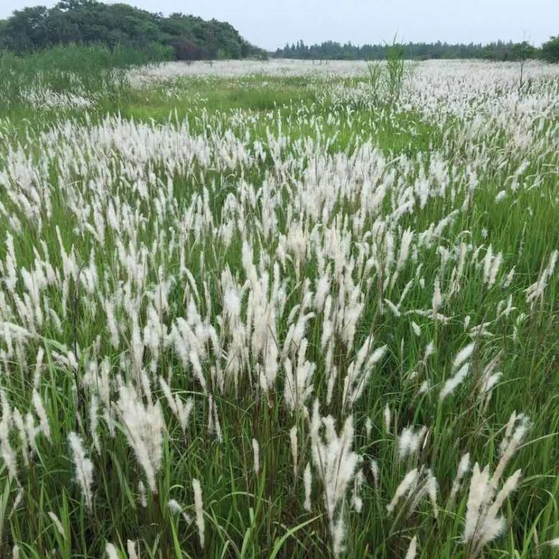 白茅草种子四季播易活坟头山坡杂草绿化针茅白毛草野生白茅根种籽