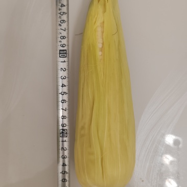 糯玉米，800-1500个，生鲜的