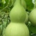 葫芦