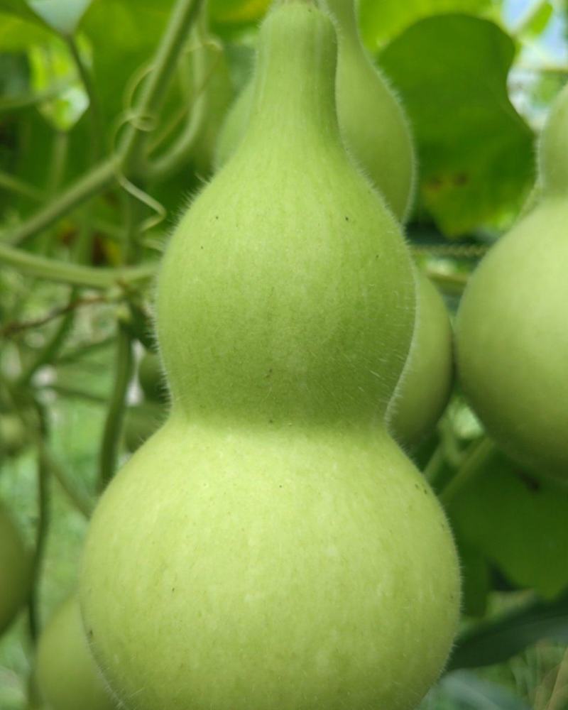 葫芦