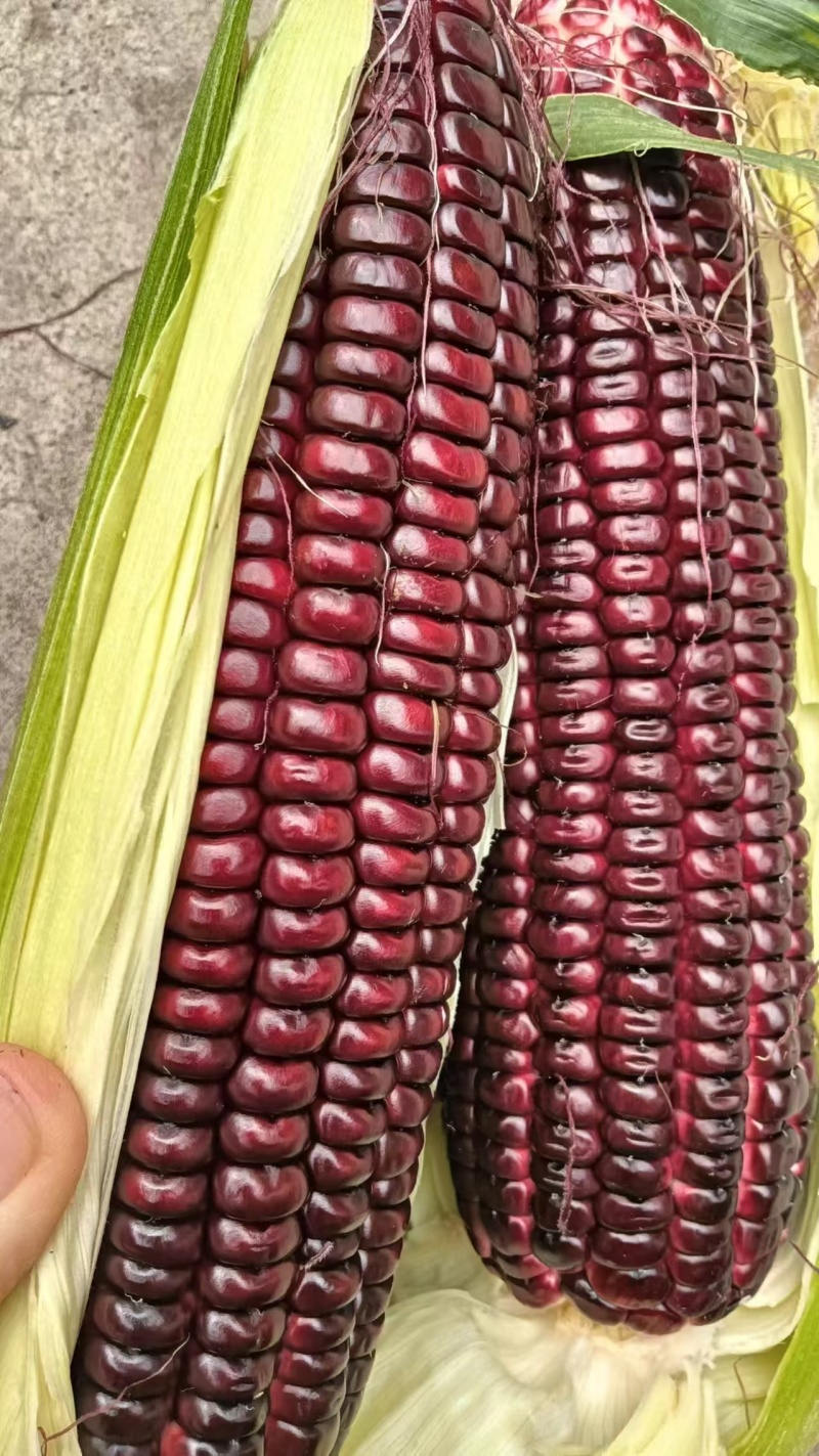黑糯玉米