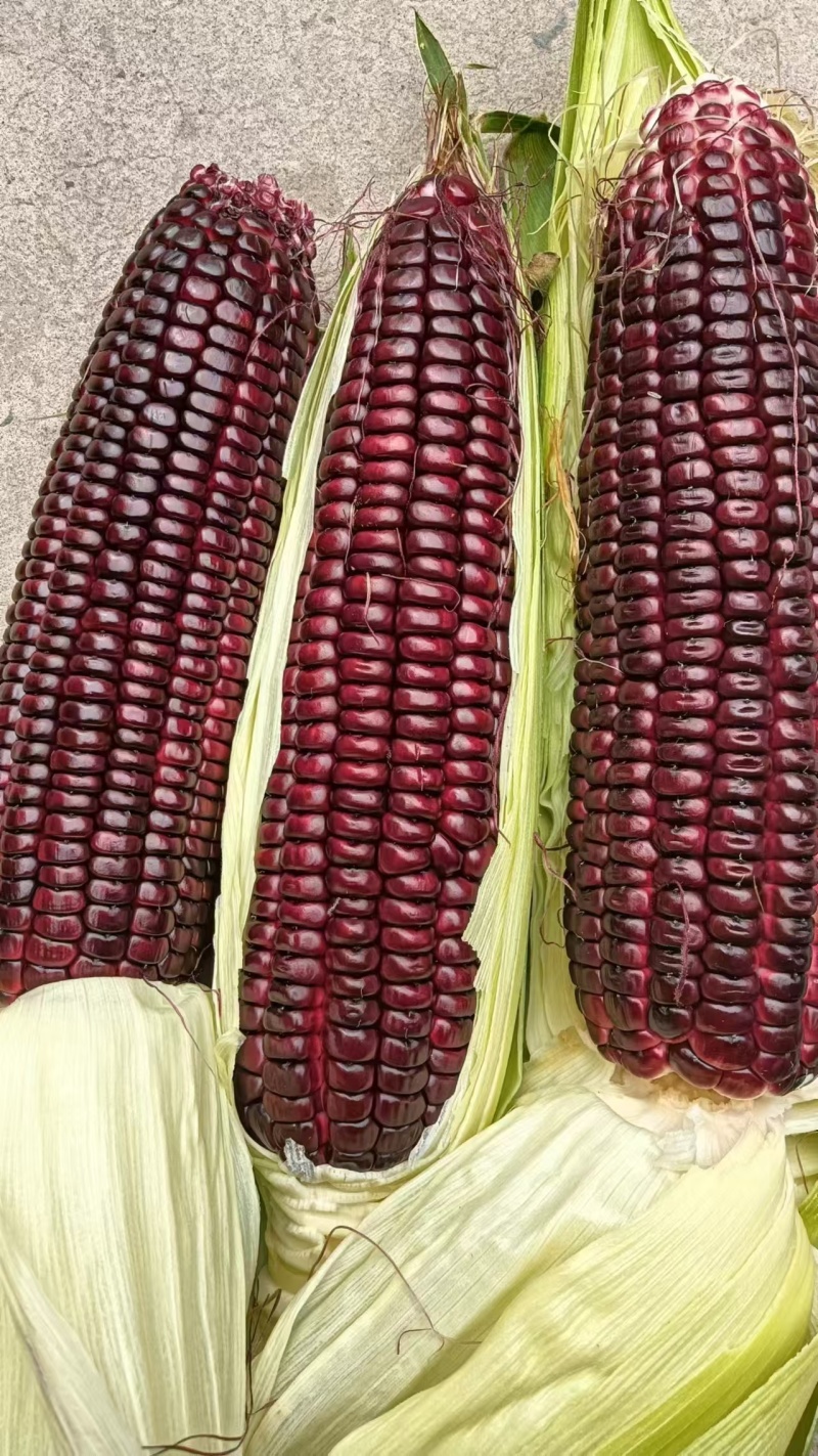 黑糯玉米