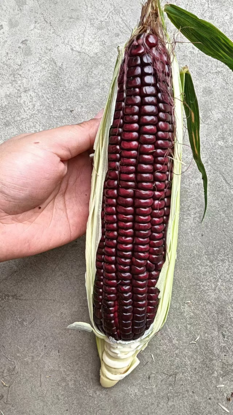 黑糯玉米