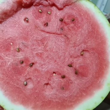 甘肃靖远硒砂瓜