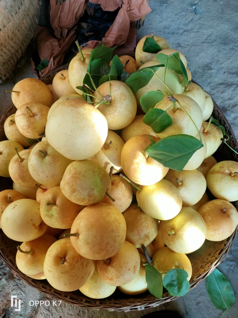 黄金梨
