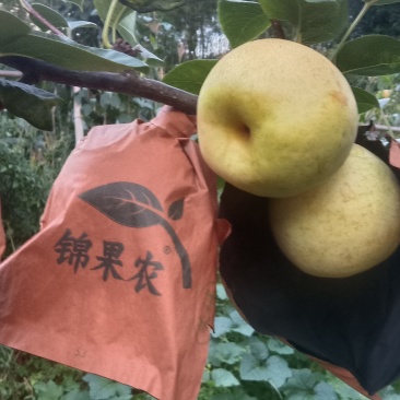 黄金梨