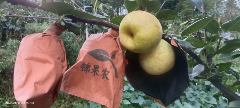 黄金梨
