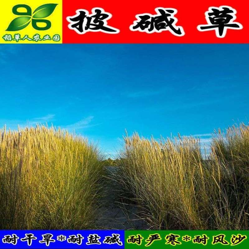 披碱草种子碱茅草抗风沙耐旱耐盐碱耐寒多年生四季牧草种籽包