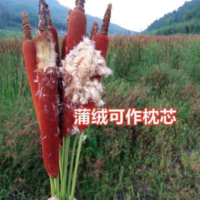 披碱草种子碱茅草抗风沙耐旱耐盐碱耐寒多年生四季牧草种籽包