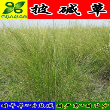 披碱草种子碱茅草抗风沙耐旱耐盐碱耐寒多年生四季牧草种籽包