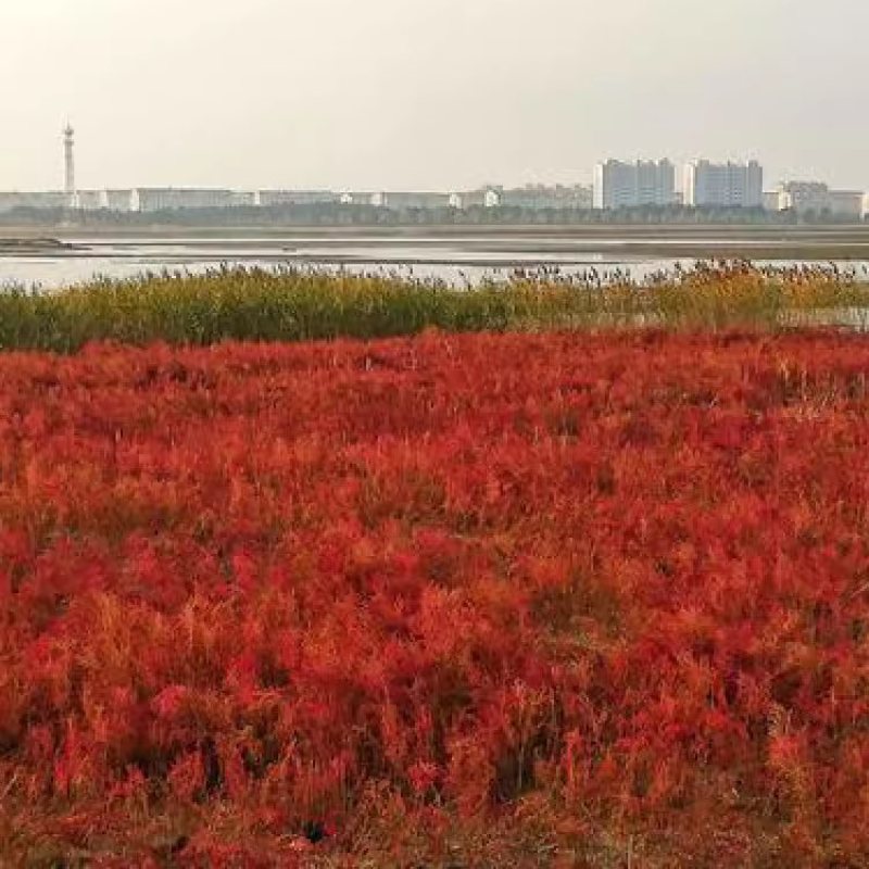 碱蓬草种子盐荒菜荒碱菜盐地碱蓬种子沙地荒地耐盐碱治理土壤改良