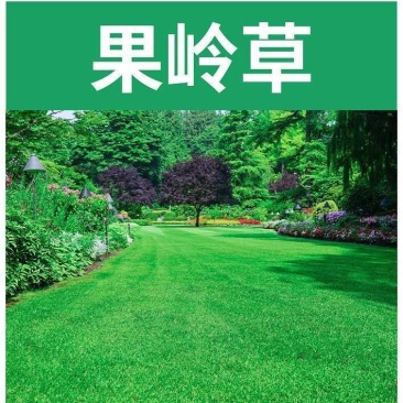 草坪种子四季青果岭草耐寒耐旱高羊茅护坡耐践踏草坪草籽庭院绿化
