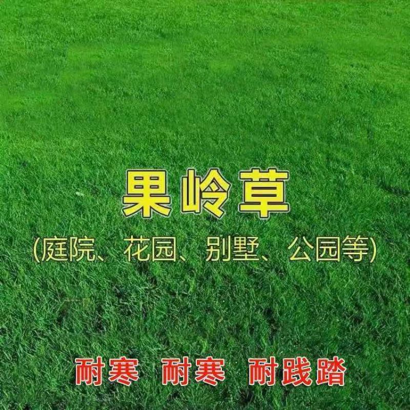 草坪种子四季青果岭草耐寒耐旱高羊茅护坡耐践踏草坪草籽庭院绿化