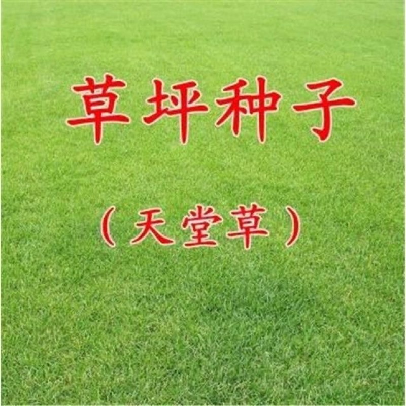 正宗天堂草种子矮生百慕大草籽易种耐践踏不用修剪小区公园绿化