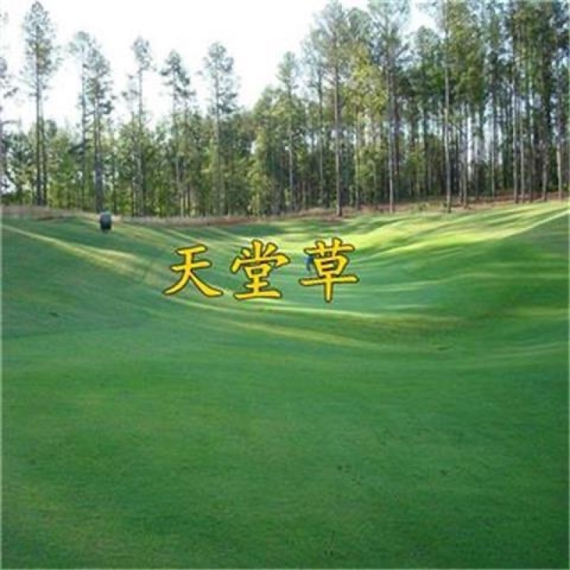 正宗天堂草种子矮生百慕大草籽易种耐践踏不用修剪小区公园绿化