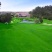 进口地毯草种籽草坪草籽四季常青矮生草坪种子高档庭院草皮种