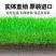 进口地毯草种籽草坪草籽四季常青矮生草坪种子高档庭院草皮种