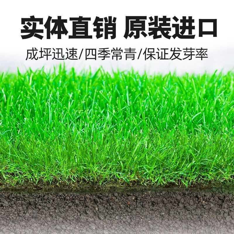 进口地毯草种籽草坪草籽四季常青矮生草坪种子高档庭院草皮种