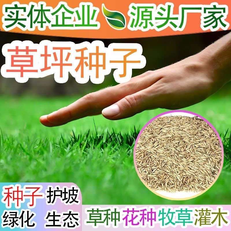 进口地毯草种籽草坪草籽四季常青矮生草坪种子高档庭院草皮种